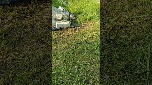 Высокая трава смотреть онлайн