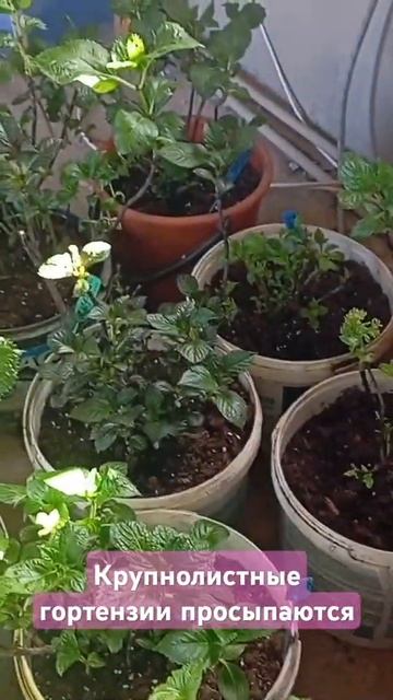 пробуждение крупнолистной гортензии смотреть онлайн