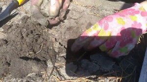 Правильная пересадка клубники