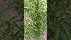 Гибрид сливы с персиком 83-10F из Китая