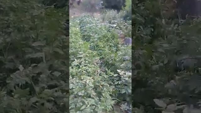 КАК ВЫРАЩИВАТЬ КАРТОФЕЛЬ ПОД СОЛОМОЙ БЕЗ ОКУЧИВАНИЯ И ПРОПОЛКИ ! РАЗОБЛАЧАЕМ МЕТОД! 2