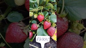 🍓Рикас - ремонтантный сорт клубники ✔ - Саженцы клубн