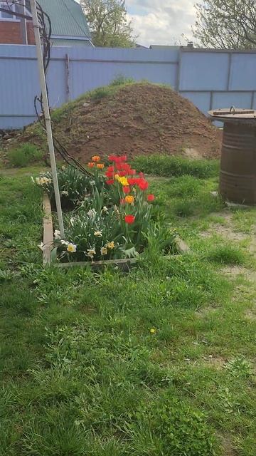 цветы#весна тюльпаны#сад#огород#жизнь на даче#люблю цв смотреть онлайн