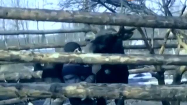 Лось охраняет дом вместо собаки (Los protects the house instead of dogs) смотреть онлайн