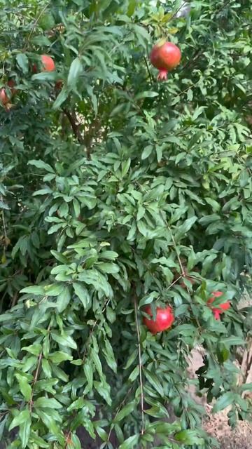 #гранат смотреть онлайн