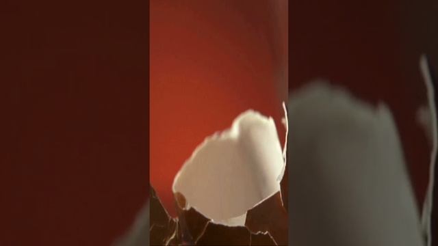 Яйцо,как удобрение