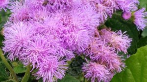 Посадите этот цветок в теплицу и не будет белокрылки