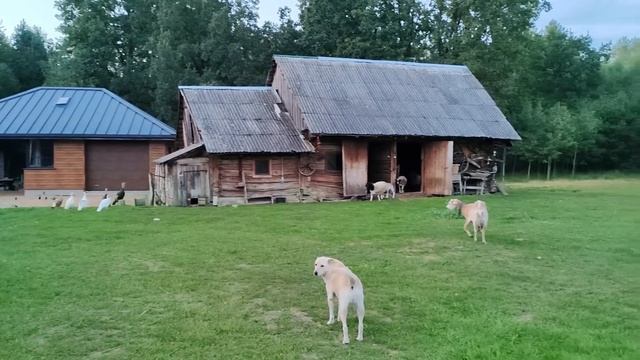 Приехали на ЧЕРНИЧНЫЙ ХУТОР помочь с  хозяйством. Решили не сидеть без дела.