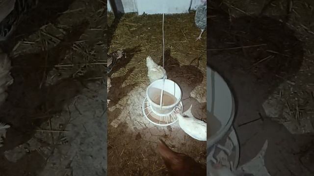 Доброе утро в курятнике)) смотреть онлайн