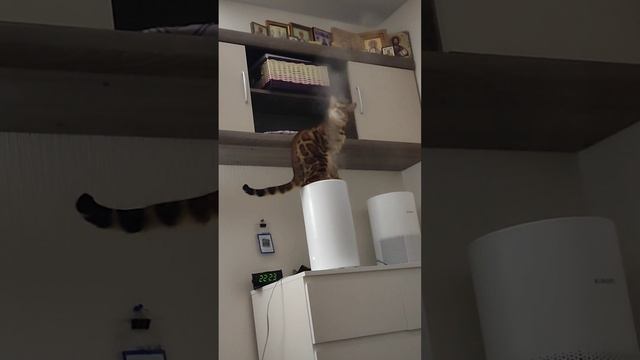Увлажнитель воздуха и Мия. Бенгальская кошка. смотреть онлайн