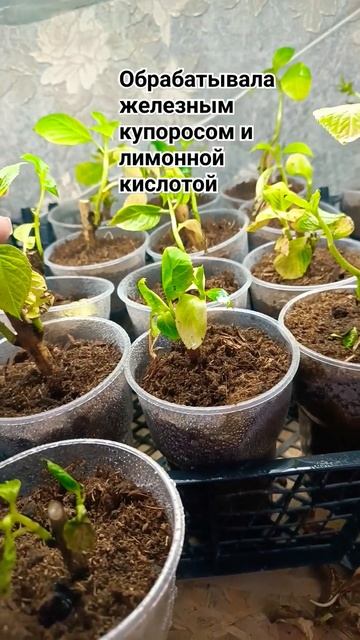 сорт бесконечное лето идёт на поправку 👍 смотреть онлайн