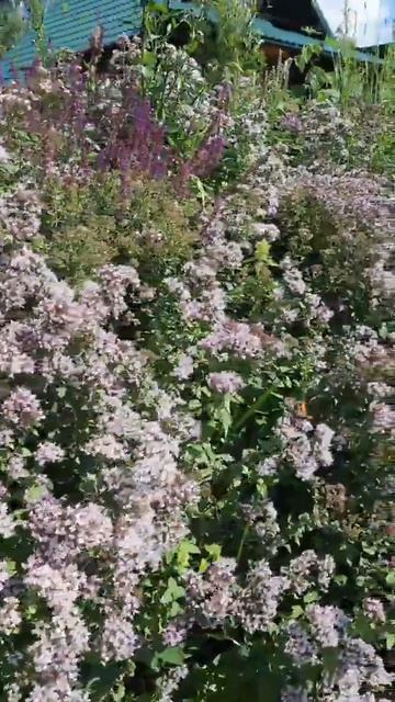 пчёлы и травы #ландшафтныйдизайн #пермакультура #дача #сад www.prirodaline.ru смотреть онлайн