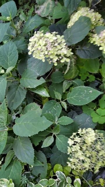 деревовидна #гортензія  Lime Rickey дуже незвичайне забарв? смотреть онлайн