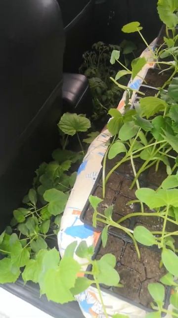 #агроэкспериментариум высаживаем в поле в открытый гр смотреть онлайн