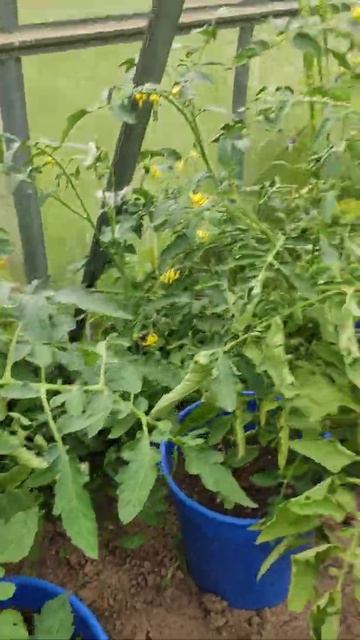 как ростут томаты в теплице в ведре.🍅 смотреть онлайн