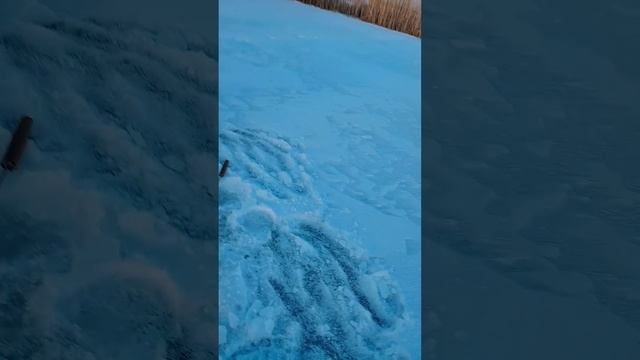 Ночная щука на жерлицу! #fishing #pike #zherlitsy #рыбалка #щука #ж? смотреть онлайн