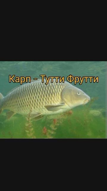 #рыбалка #рыба #карп #лето #леща #карась #лещнафидер #carp # смотреть онлайн