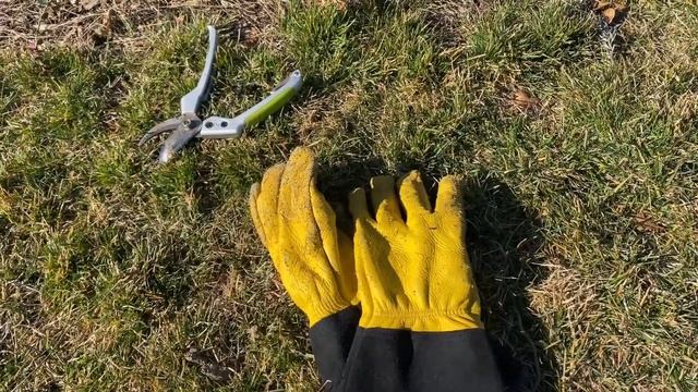 Садовые перчатки для обрезки Роз, проверка 700+ Роз ✂️ W