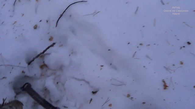 Охота на волка. Сезон 24-25г / ЗАВЕРШЕНИЕ СЕЗОНА. смотреть онлайн