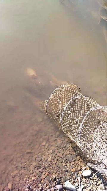 Рыбалка на Урале. Подуст. смотреть онлайн