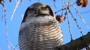 Дневное зрелище ястребиной совы