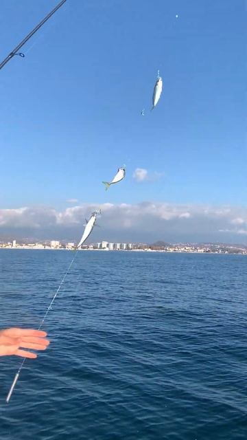 Ставрида с глубины 70 метров. Рыбалка в Сочи. #рыболовны смотреть онлайн