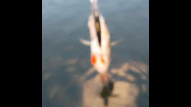 Рыбалка на воблер в октябре. Река Воронеж в липецкой о смотреть онлайн