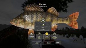 Русская рыбалка 4 трофейный Окунь на реке Волхов