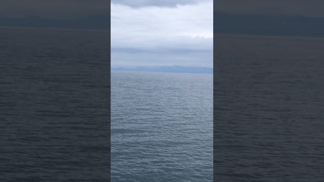 Безбилетники на кранцах😁 #камчатка #охотскоеморе #во? смотреть онлайн