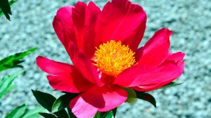 🌷 ОЧЕНЬ КРАСИВАЯ ПОЗИТИВНАЯ МЕЛОДИЯ ОТ КОТОРОЙ МУРАШКИ ПО ТЕЛУ 🎵 РАССЛАБЛЯЮЩАЯ МУЗЫКА ДЛЯ СНА