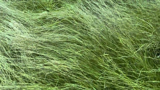 20230624 Нужна спец техника для сбора семян смотреть онлайн