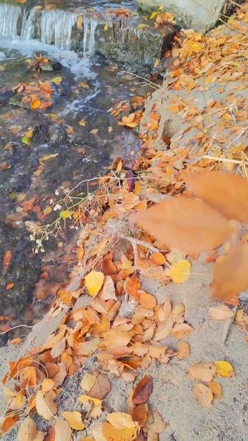 #рыбалка #осень #приключениябулки смотреть онлайн