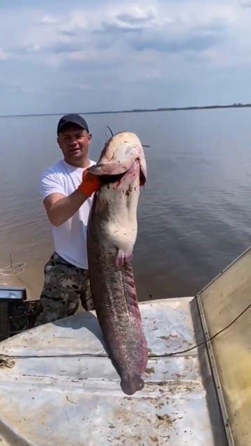 Сомяра на 30 кг #рыбалка смотреть онлайн