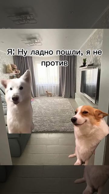 Когда запрещено есть сладкое 😔 #cat#catmemes#catshorts#memes#cats#ре? смотреть онлайн