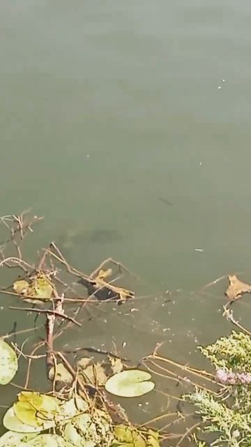 Мокша❤️ #fishing #nature #вайб #мордовия #река #россия #деревн смотреть онлайн