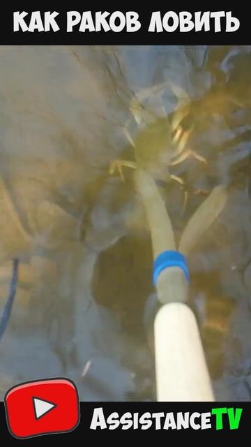 Ловля РАКОВ на ПАЛКУ весной! Как поймать раков на реке смотреть онлайн