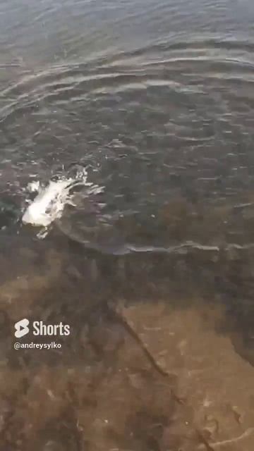 #озеро #щука #снасти # смотреть онлайн