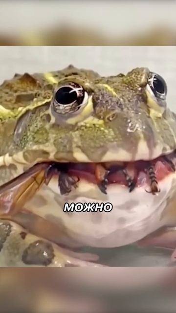 Самая Сумасшедшая ЛЯГУШКА Бык! #shorts смотреть онлайн