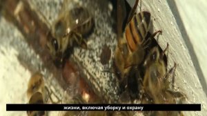 Пчелы удивительные факты и опасности