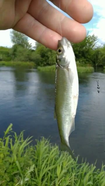 Рыбалка на ПОПЛАВОЧНУЮ удочку 🐟🌊 Река ЗУША 🌊🐟🌅🐟 смотреть онлайн