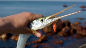 Уловистая приманка которую жадно хватает Сарган Став?