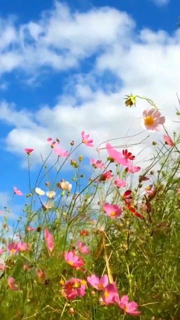 Доброе утро! #доброе #лето #цветы смотреть онлайн