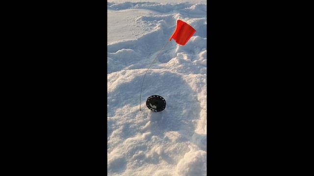 Огромные щуки !Это рекорд ! Это надо видеть! Ловля на же смотреть онлайн