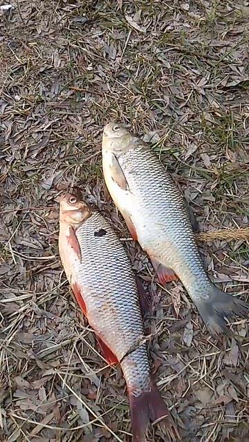 омск рыбалка смотреть онлайн