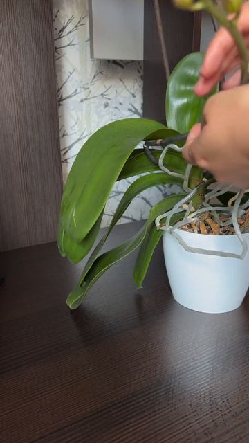 Про сломанный цветонос🌿 #орхидеи #орхидеиуход смотреть онлайн