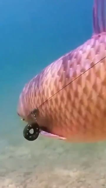 факты о белом амуре. #рыбалка #рыба #ловимрыбу #интерес? смотреть онлайн