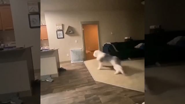 Прикольные видео с животными #22/ забавные животные / милые животные / смотреть онлайн