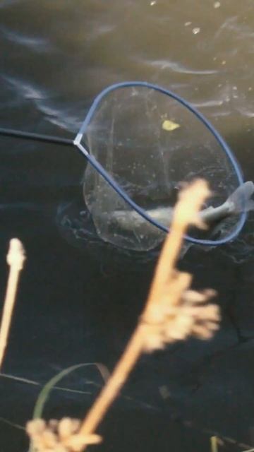 Как поймать судака? Эта приманка сделала сегодняшнюю ? смотреть онлайн