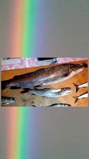 ̴Рыбалка! #хариус #ленок смотреть онлайн