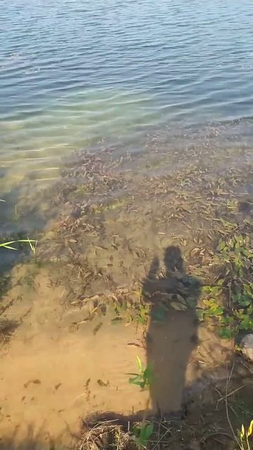 #8 Спиннинг FARIO. Самый популярный спиннинг Сезон Рыбалк смотреть онлайн